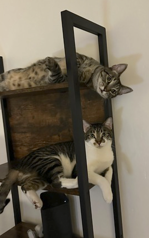 Photo 2 of Olive and Pumpkin