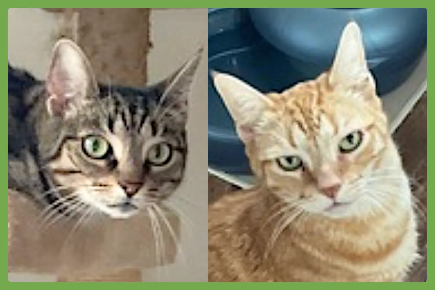 Kendall And Jackson - Domestic Short Hair