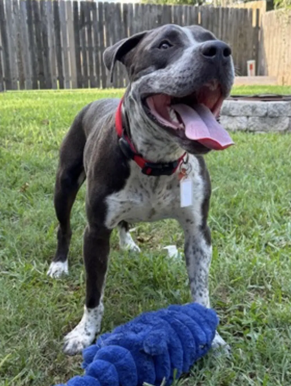 Ollie image 3