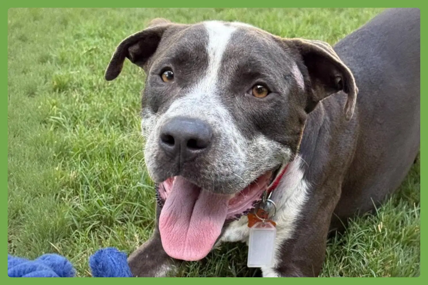 Ollie - American Pit Bull Terrier