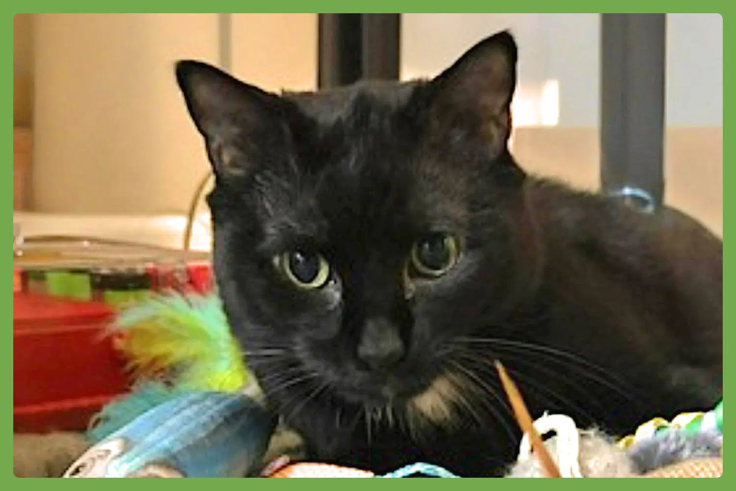 Madam - Domestic Short Hair