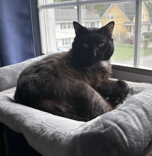 Photo 3 of Madam