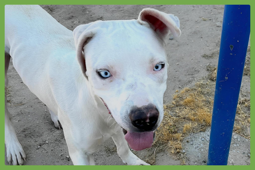 LaCroix, a dog for adoption from Joyful Pets Animal Rescue