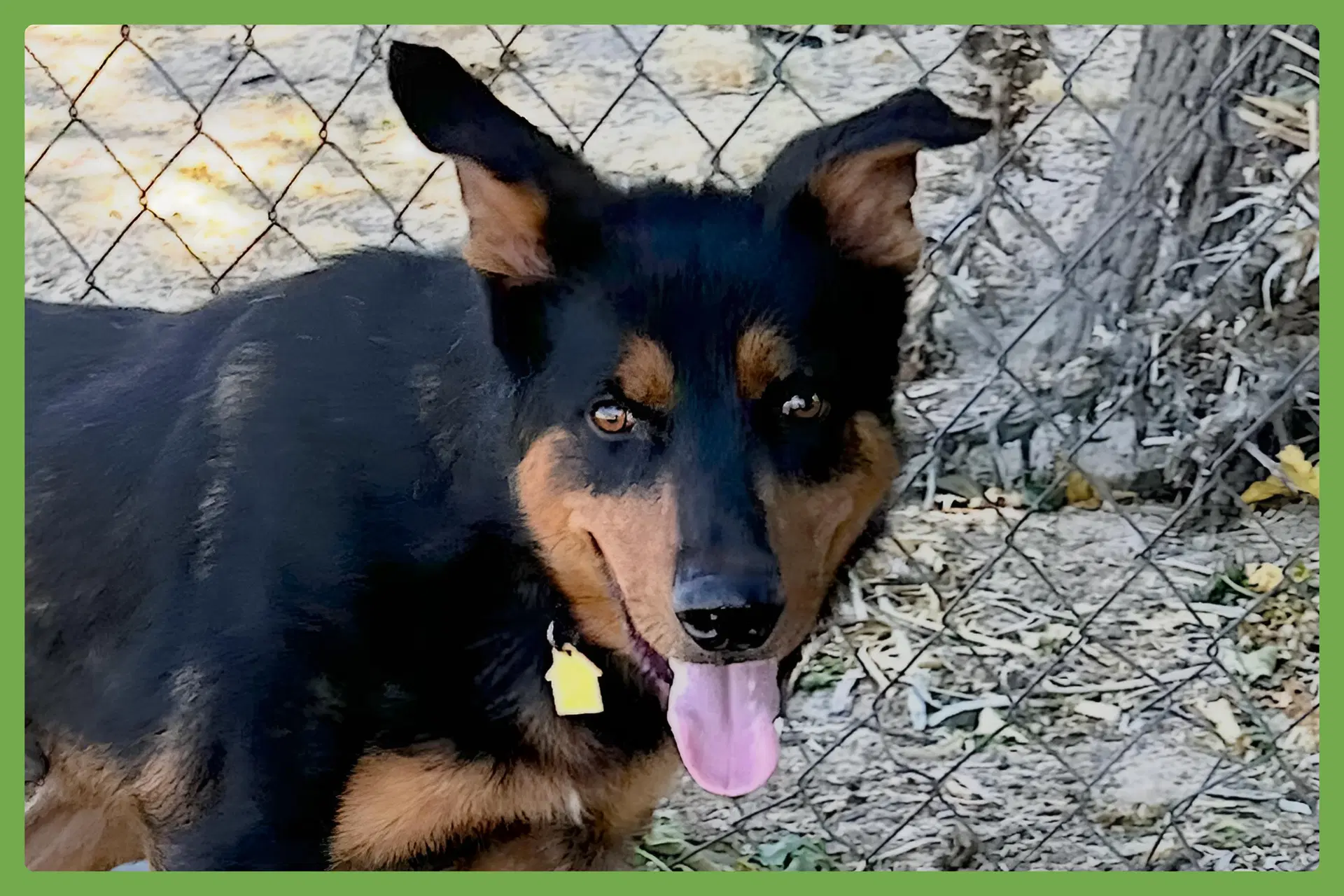 Arlo image 1