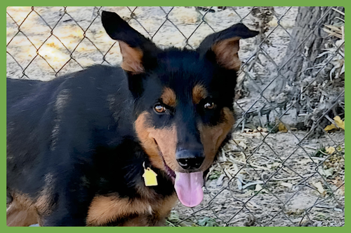Arlo, a dog for adoption from Joyful Pets Animal Rescue