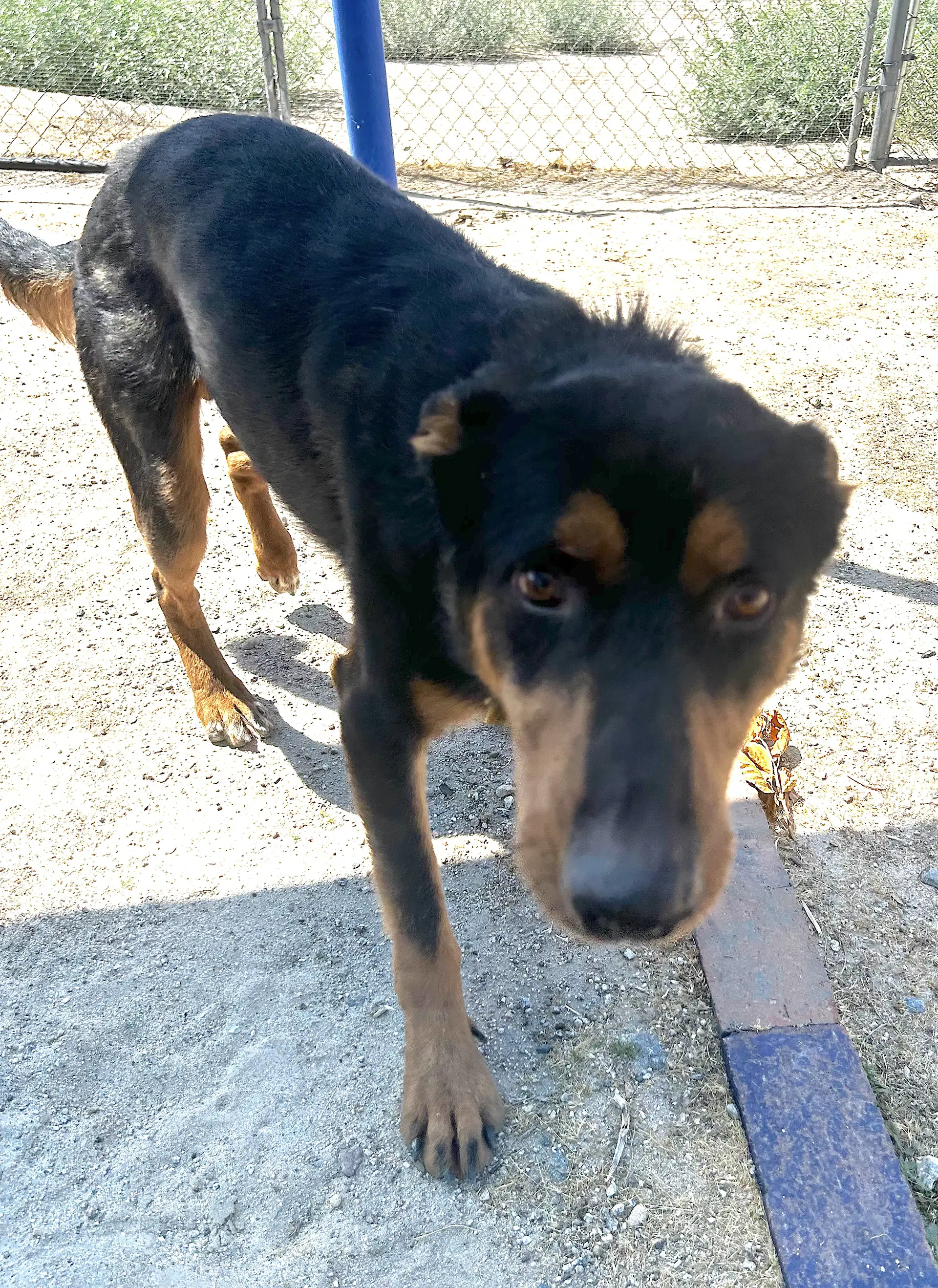 Arlo image 2