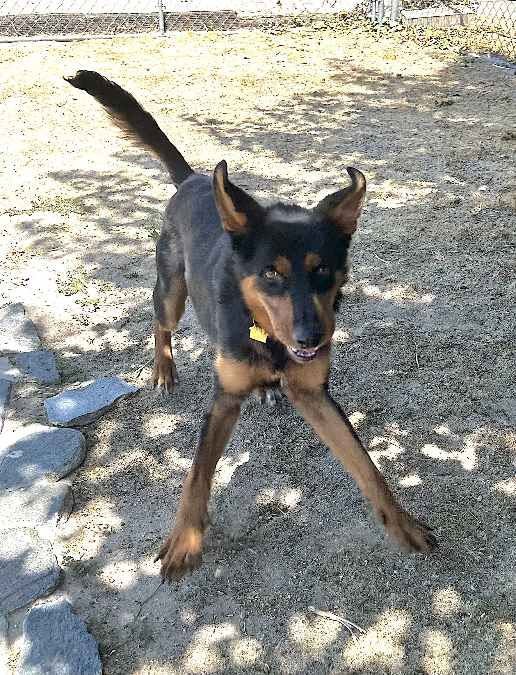Arlo image 3