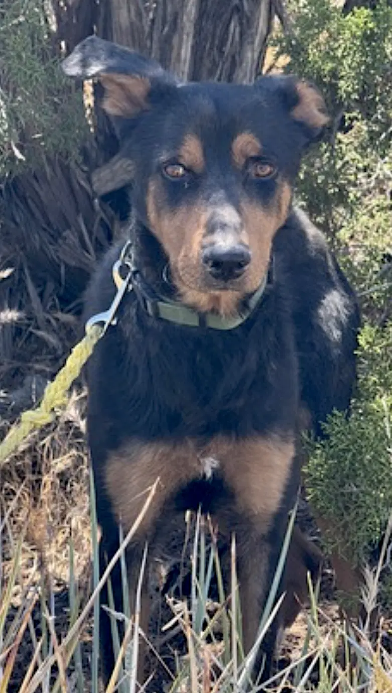 Arlo image 4