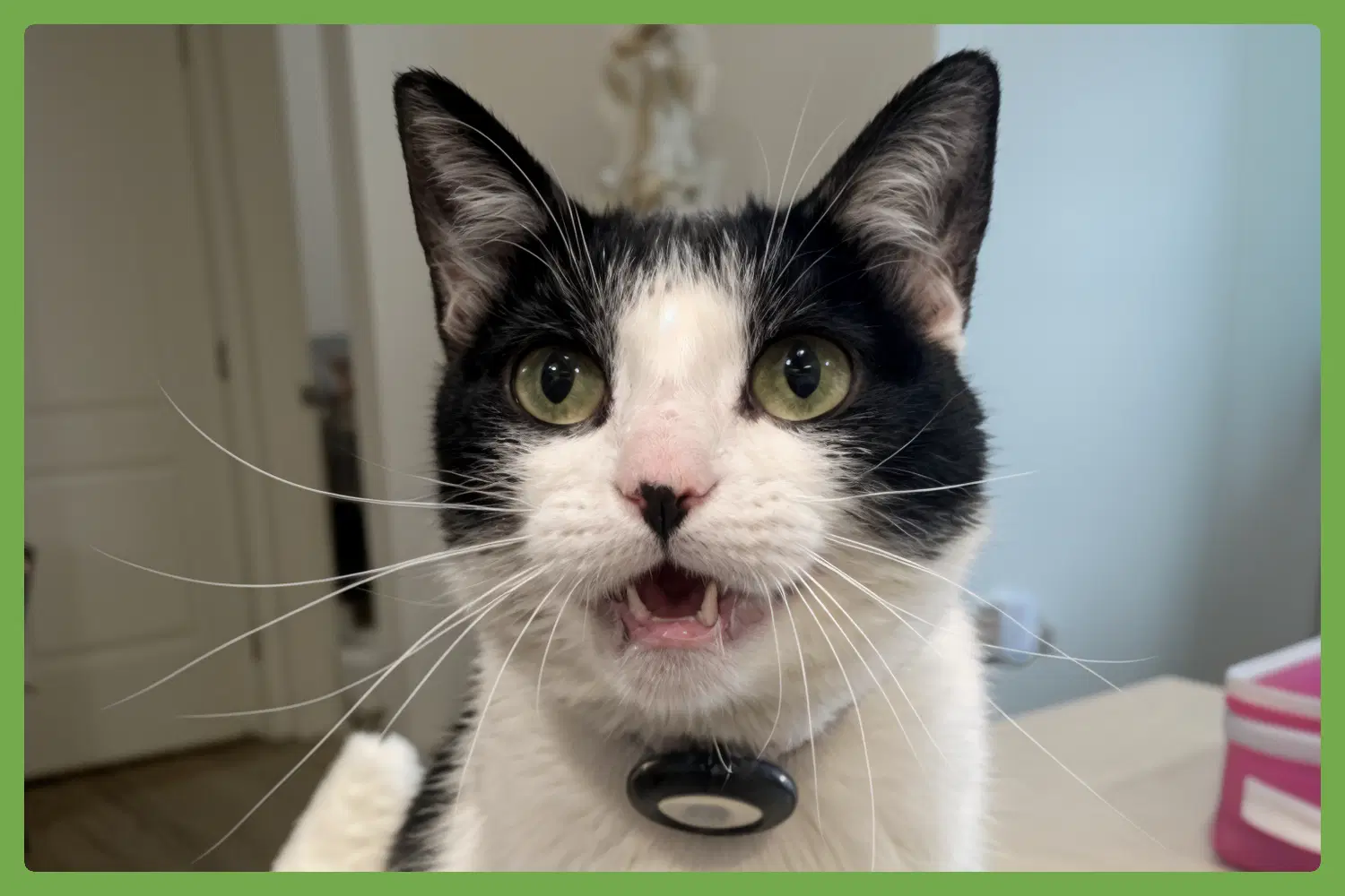 Vanilla Bean - Domestic Short Hair