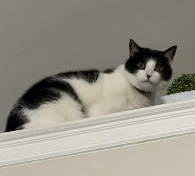 Vanilla Bean image 3