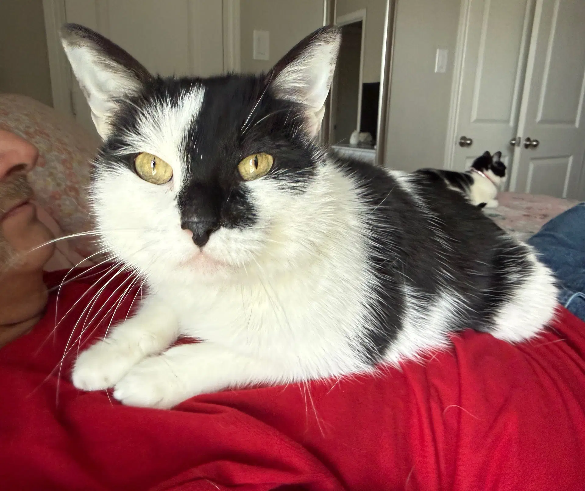 Oreo image 4