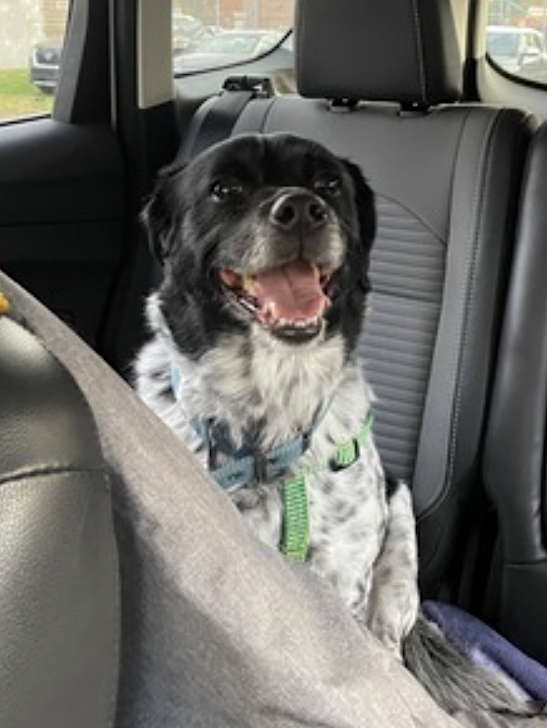 Oreo, photo 9