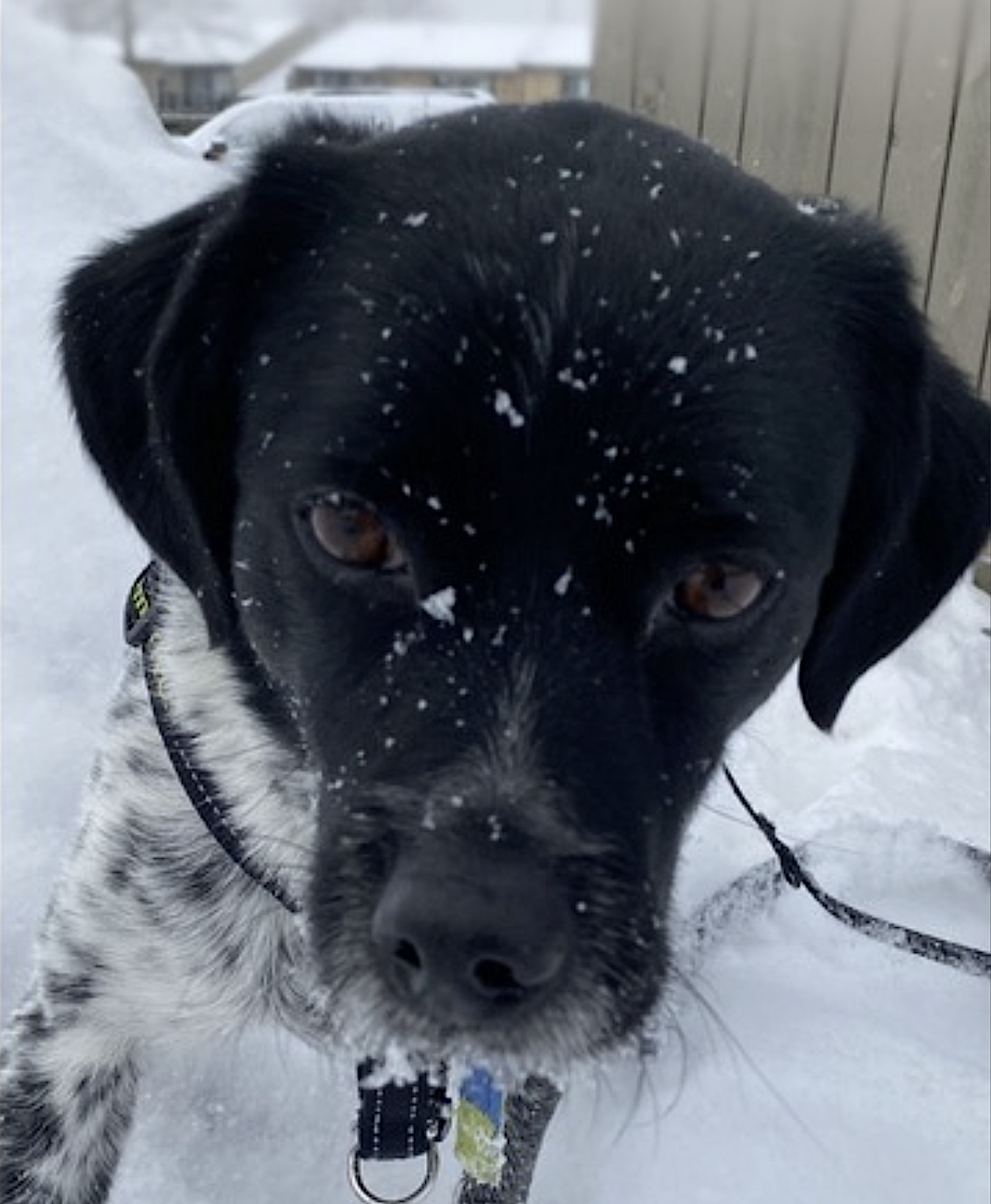 Oreo, photo 11