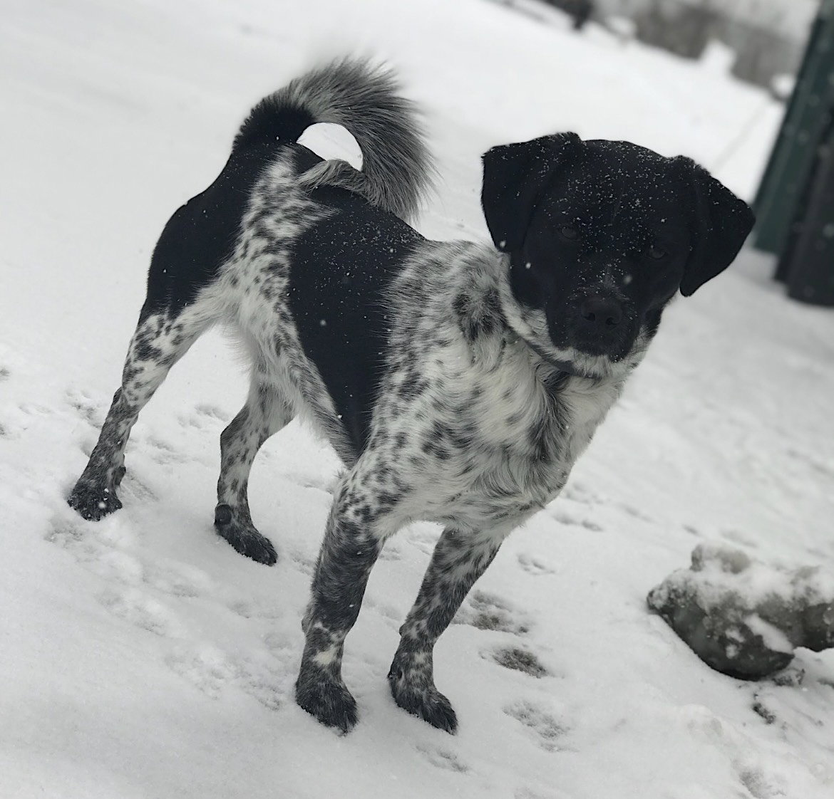 Oreo, photo 4