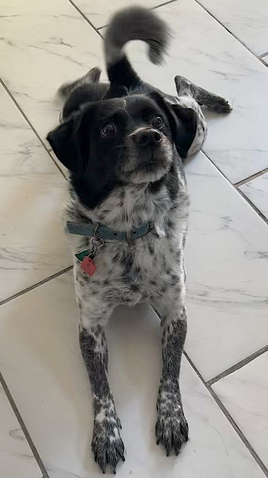 Oreo, photo 2