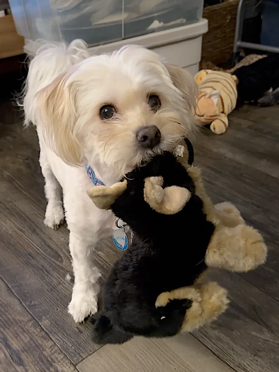 Winnie image 3
