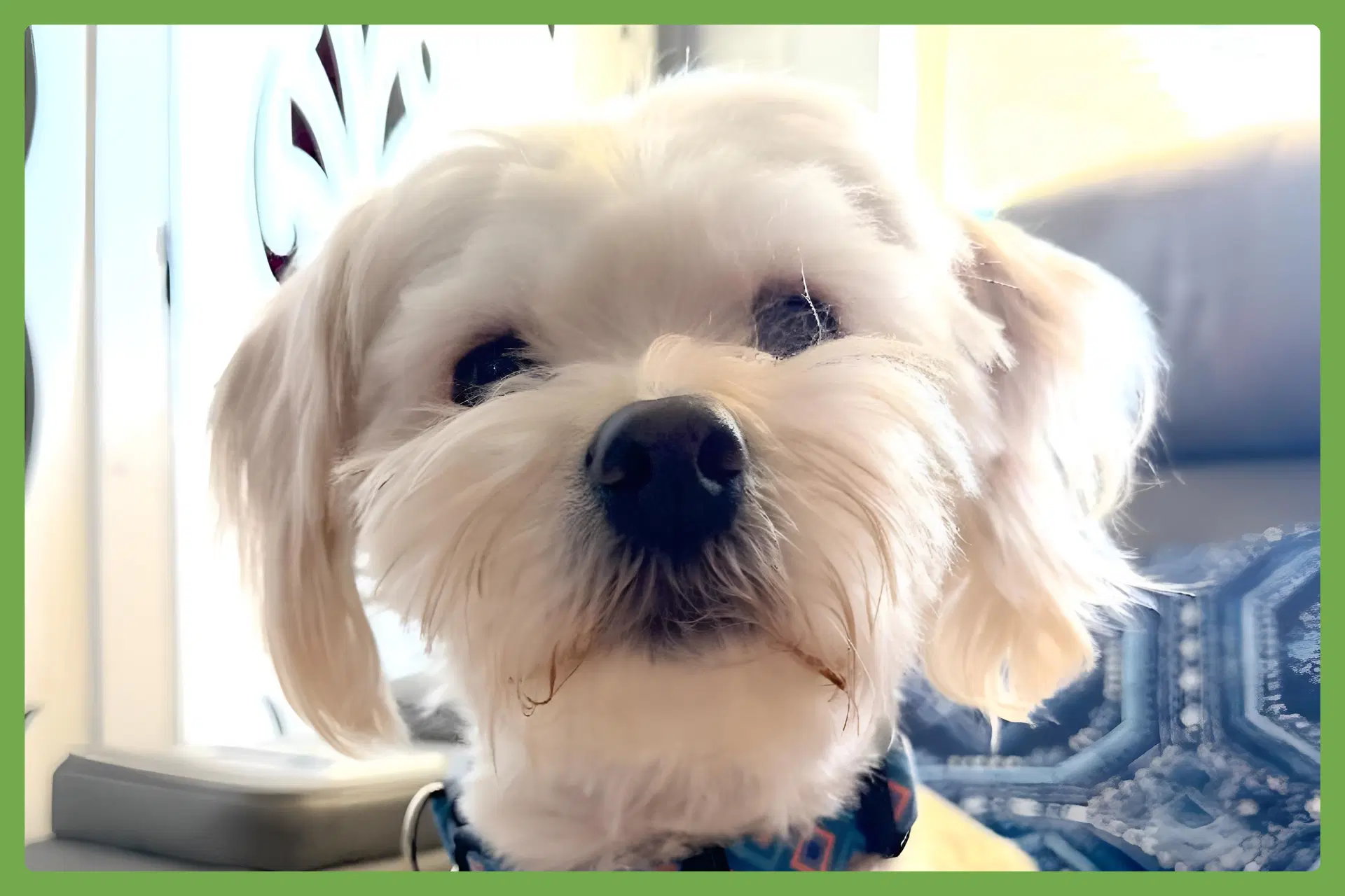 Winnie - Bichon Frise