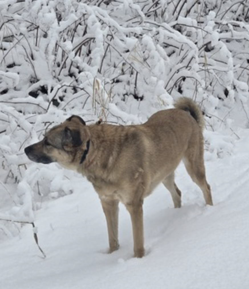 Freya and Luna, photo 14