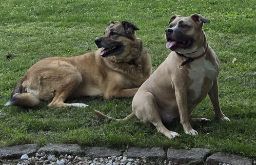 Photo 5 of Freya and Luna
