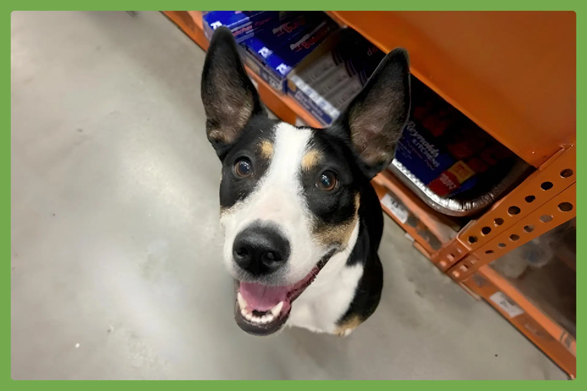Chelsea - Australian Kelpie