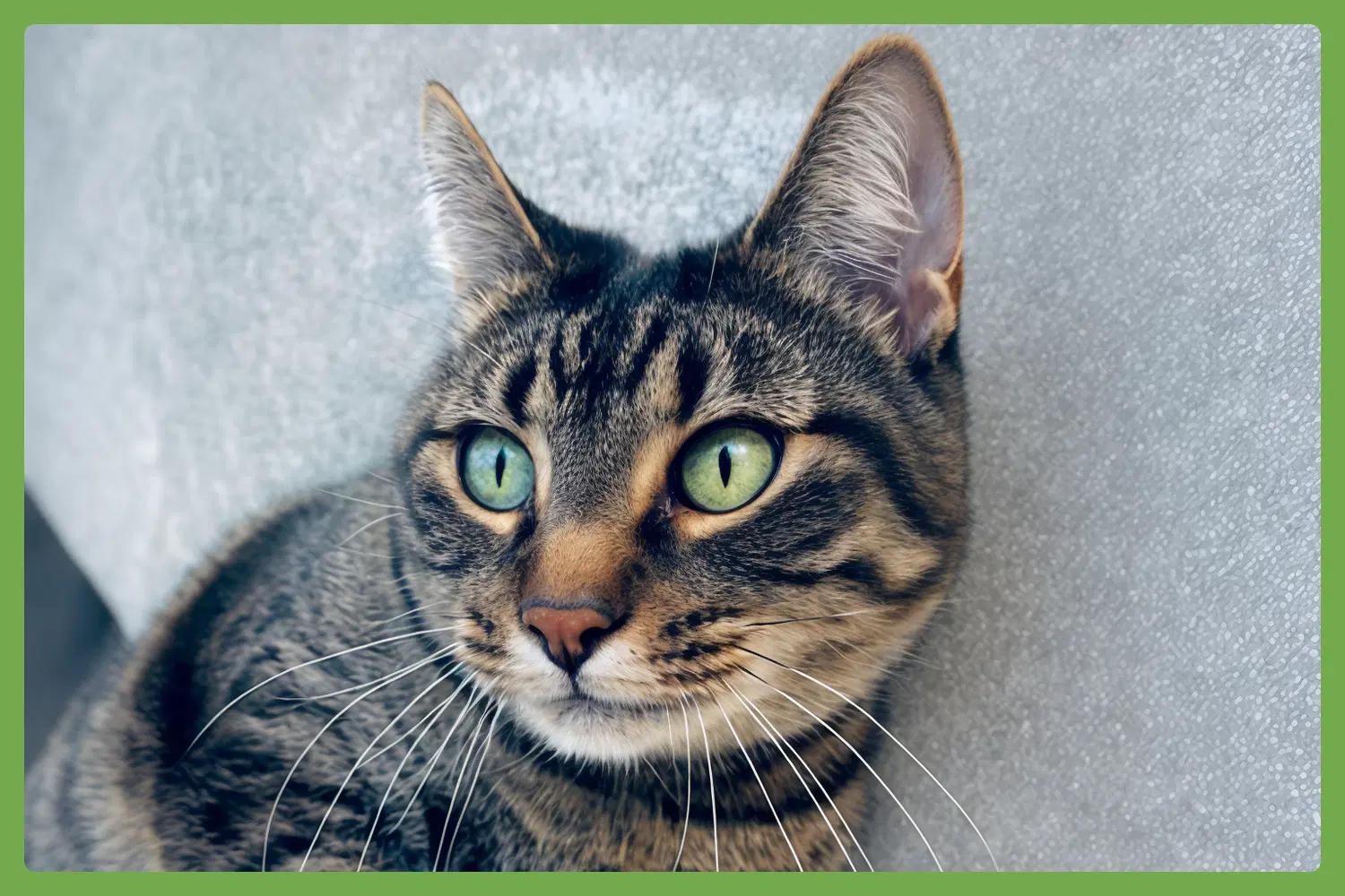 Bibi - Domestic Short Hair