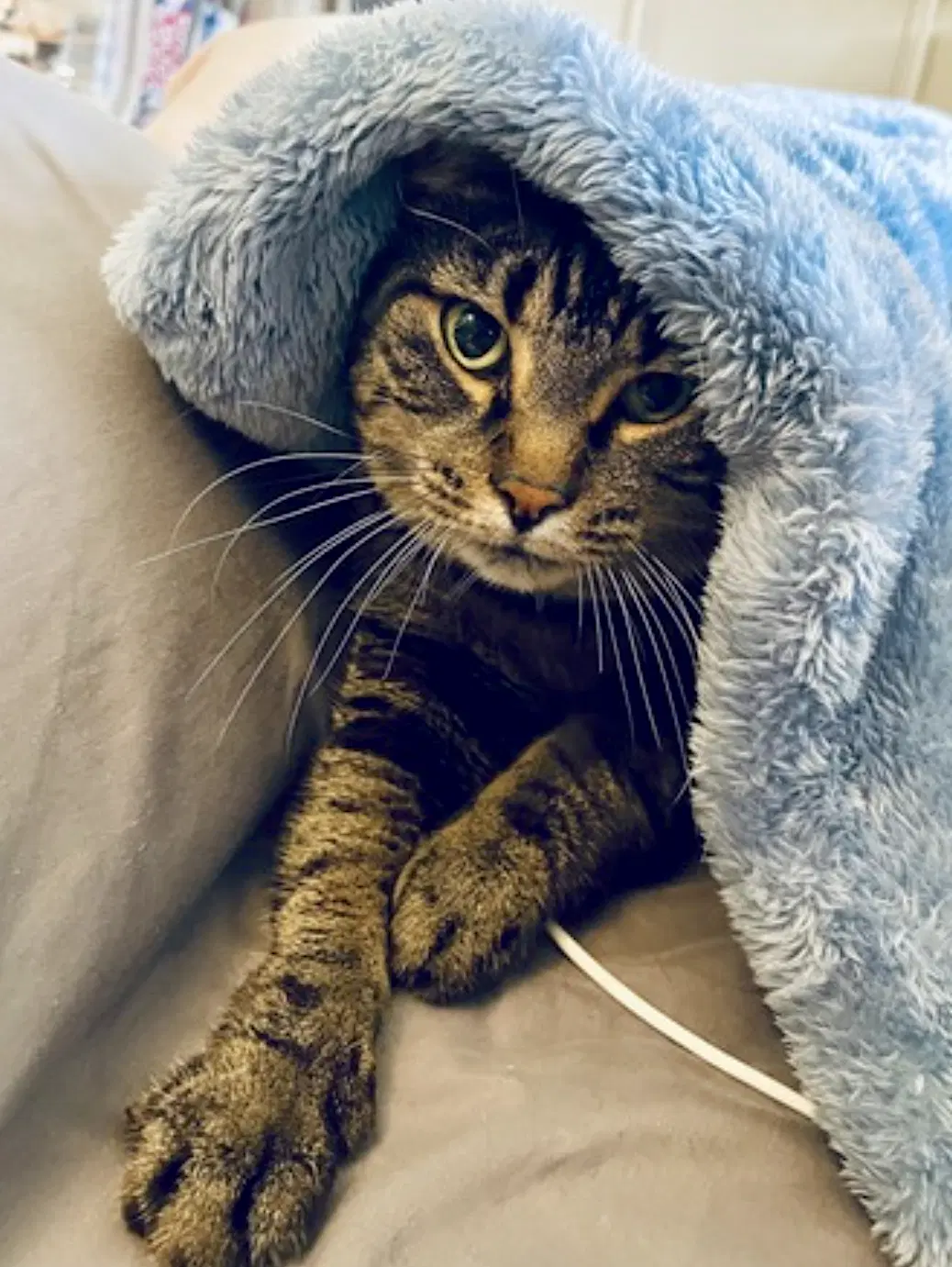 Bibi image 2