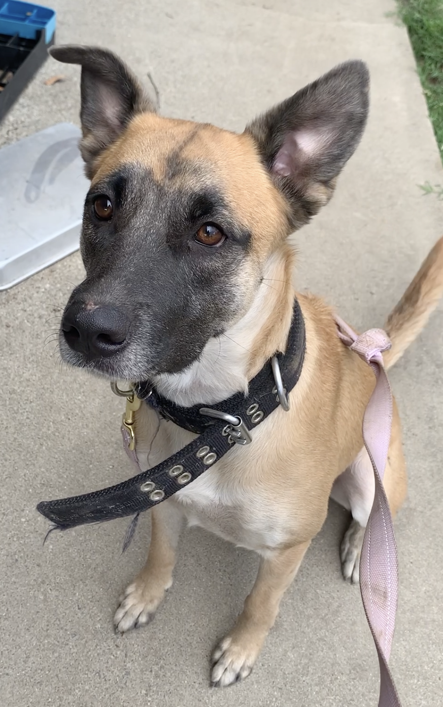 Diesel, photo 3