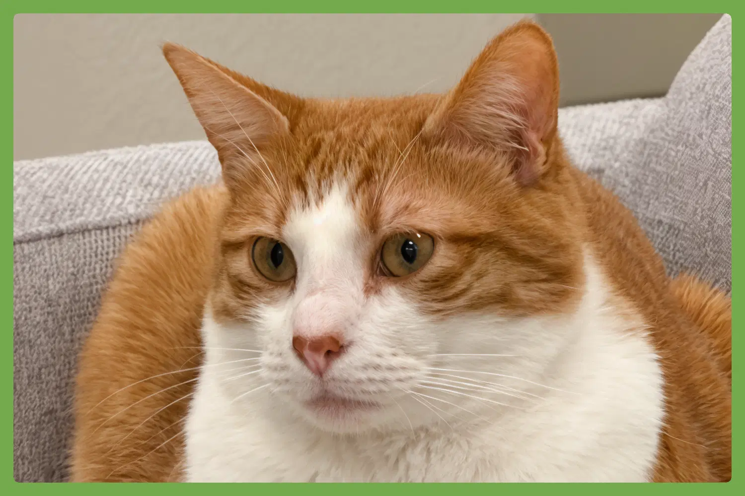 Chester - Domestic Short Hair