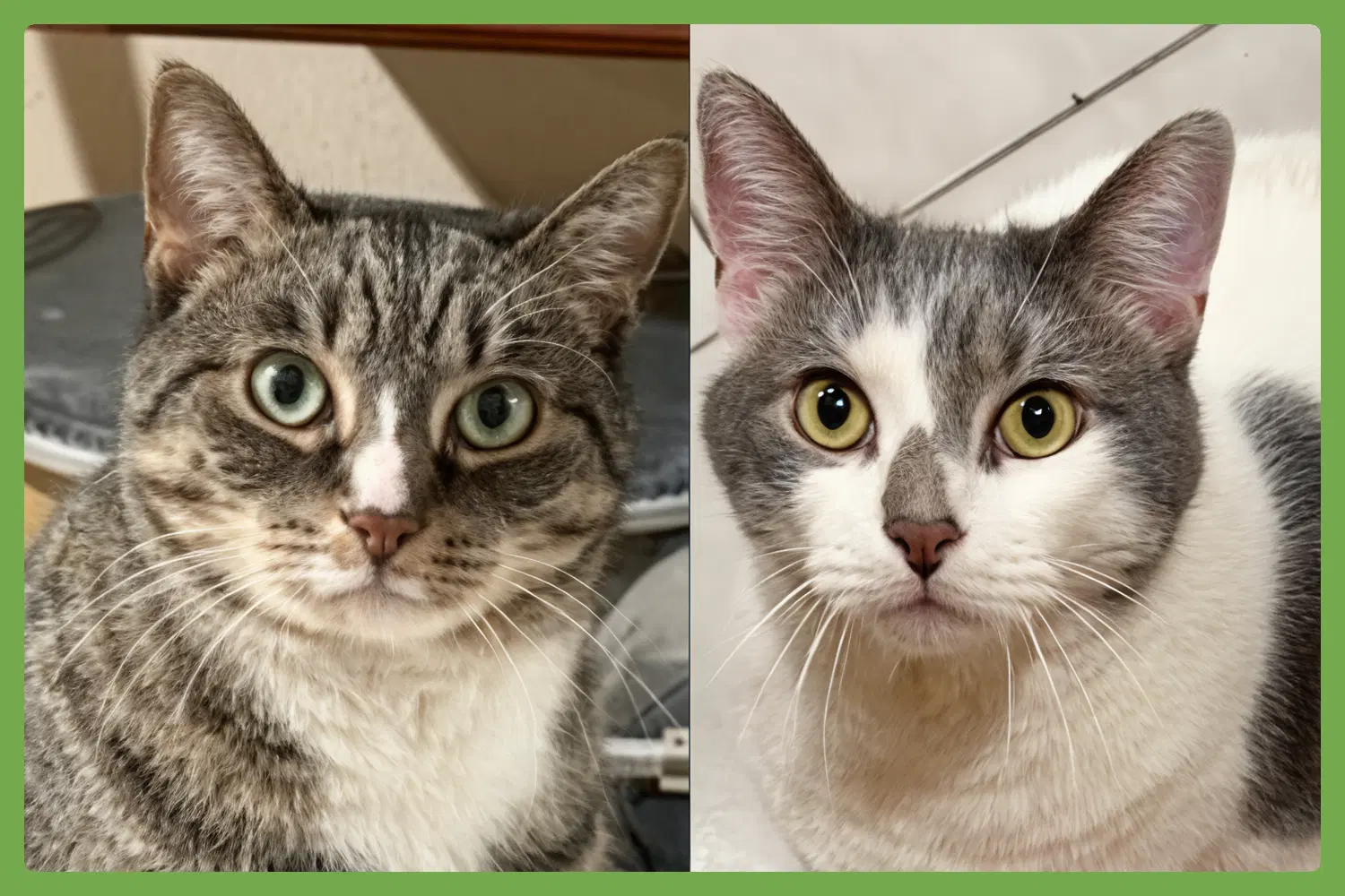 Kittycat And Tinker - Domestic Short Hair