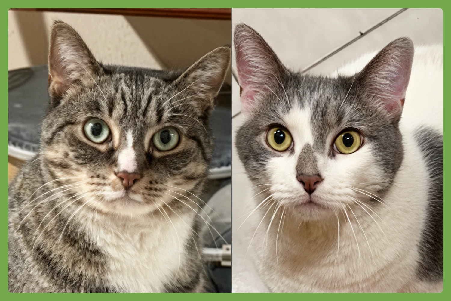 Kittycat And Tinker