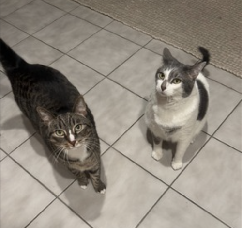 Photo 2 of Kittycat and Tinker