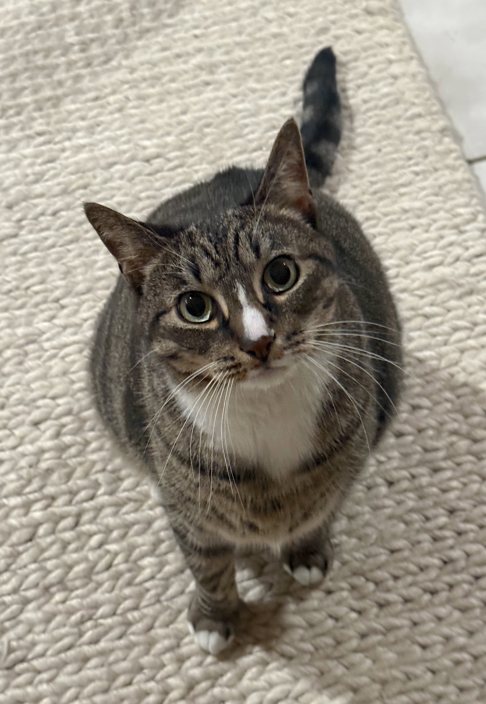 Kittycat and Tinker, photo 3
