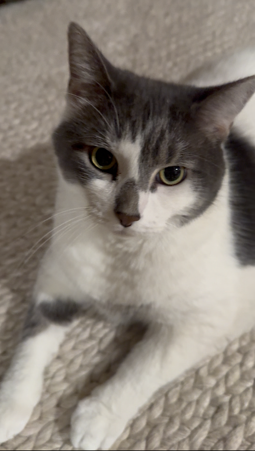 Photo 4 of Kittycat and Tinker