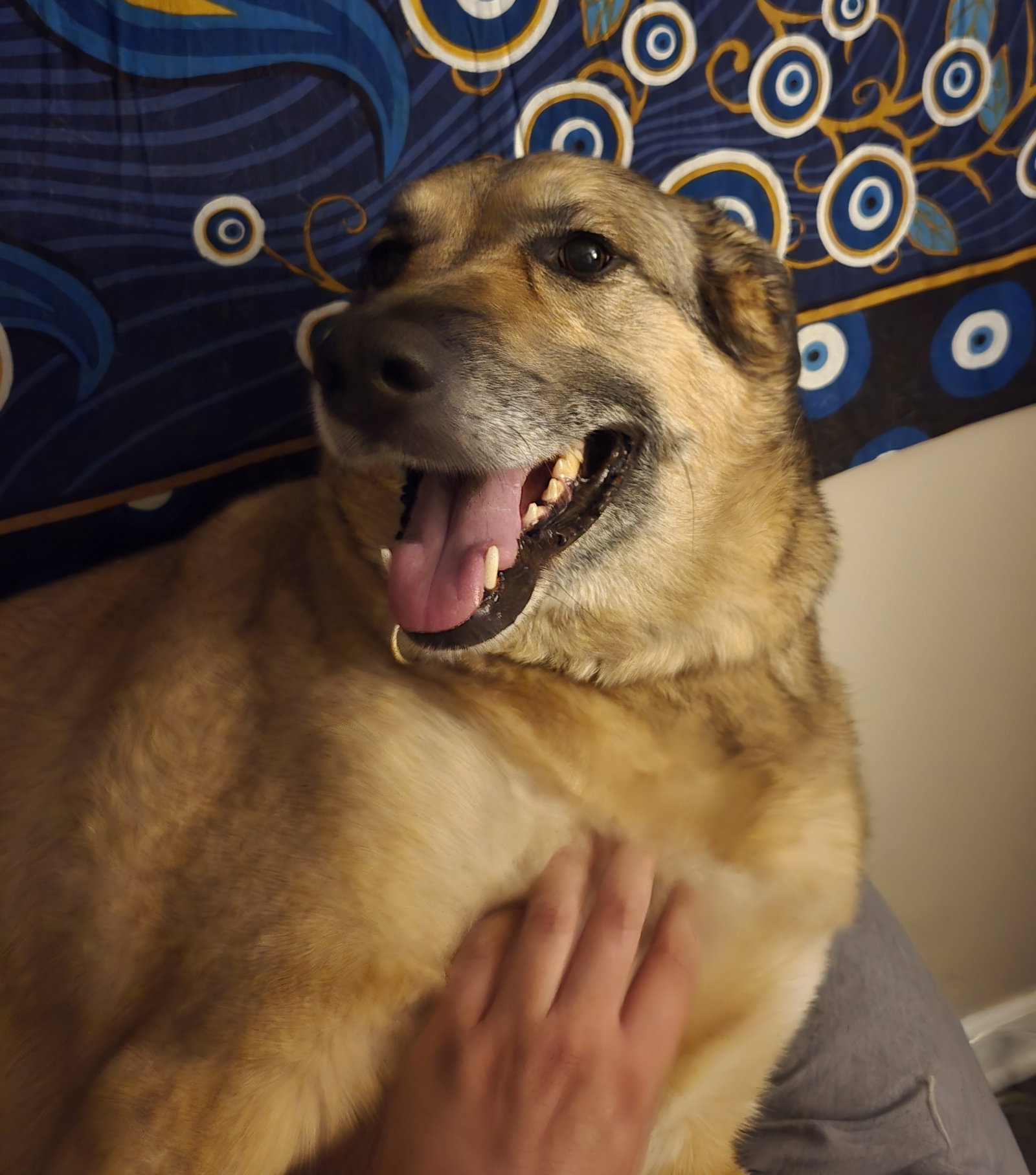 Freya, photo 7