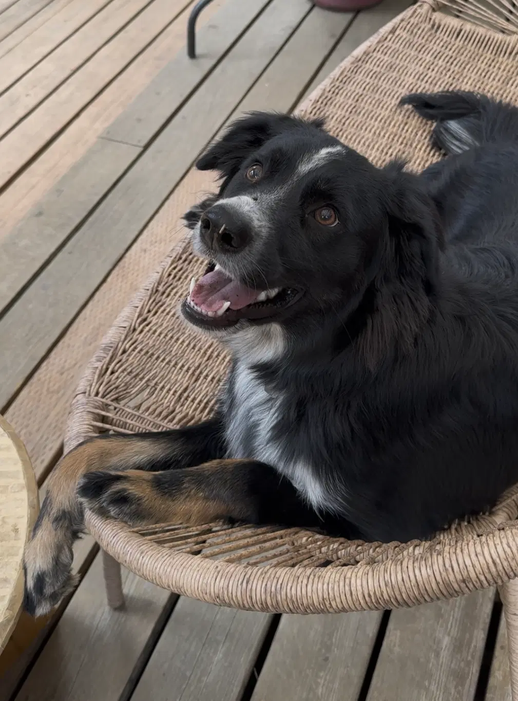 Millie image 3