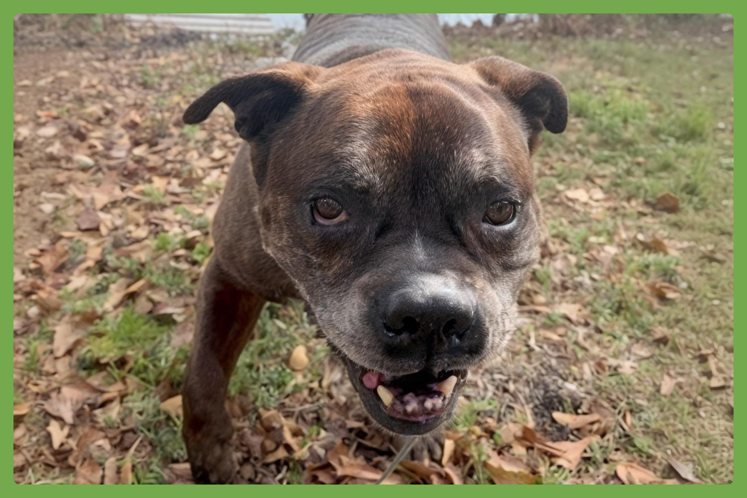 Zep, Boxer