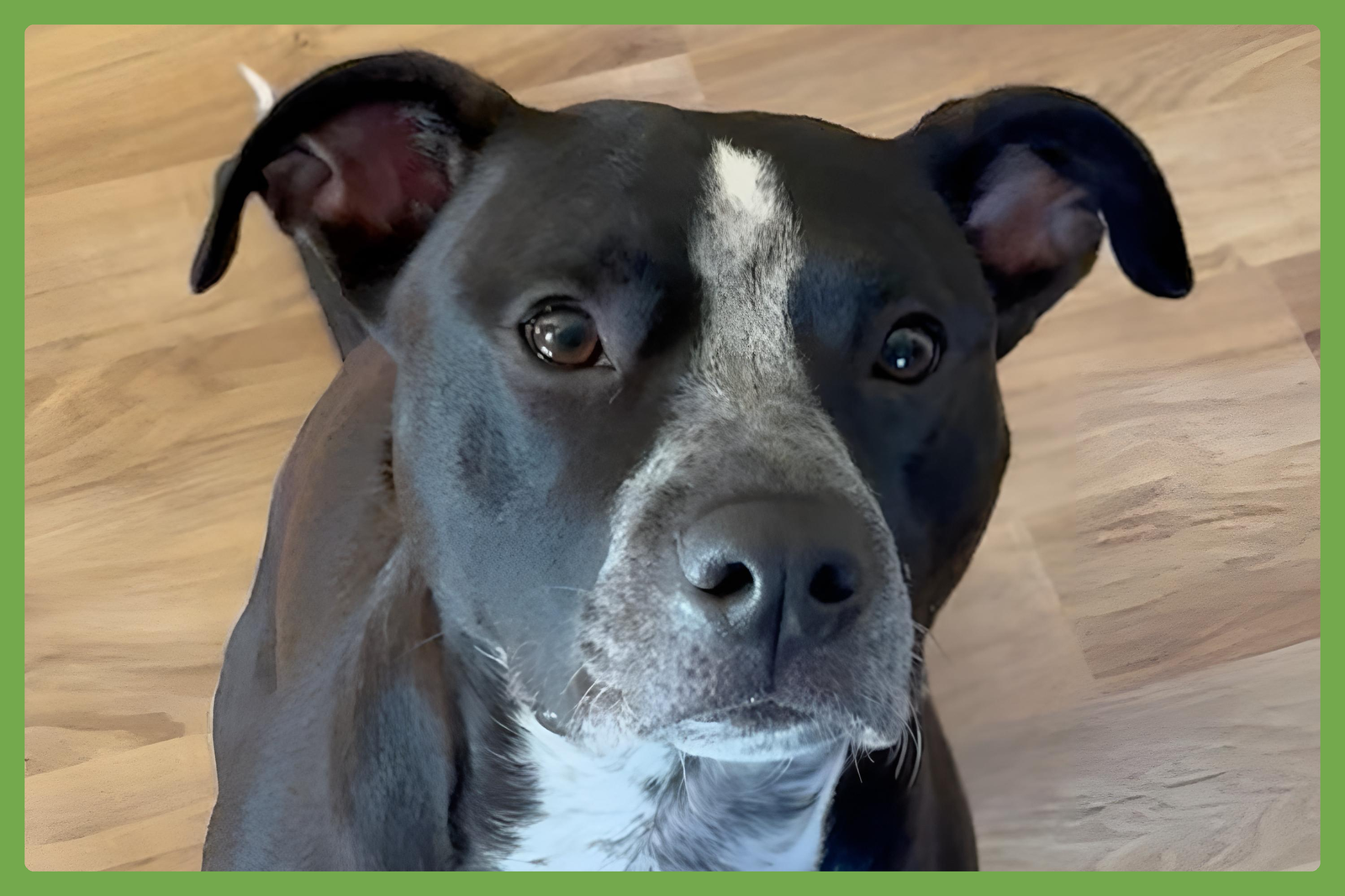 Willow, American Staffordshire Terrier