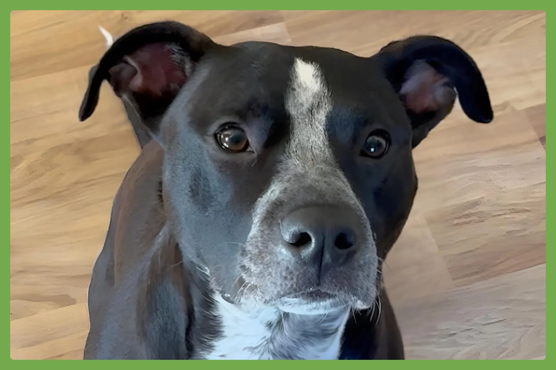 Willow - American Staffordshire Terrier
