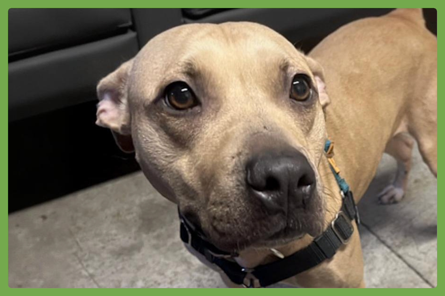 Fiona, American Pit Bull Terrier