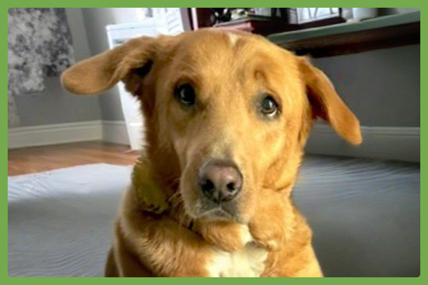Maple, Golden Retriever