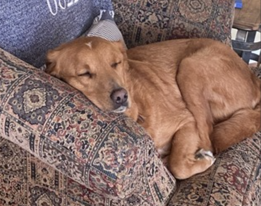 Maple, photo 9