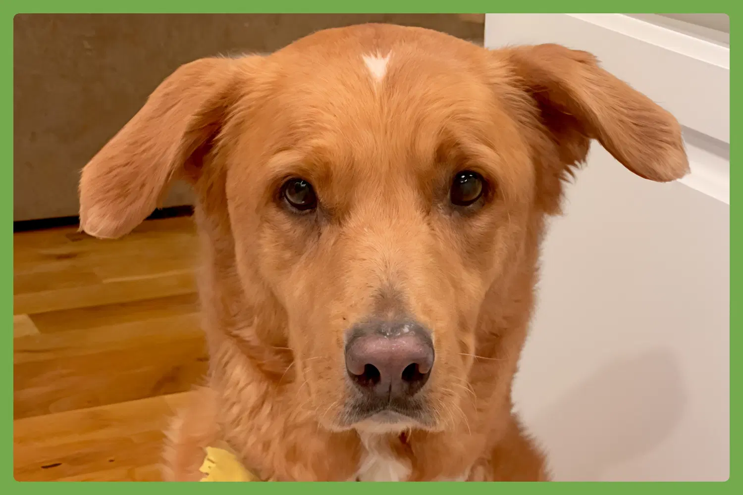 Maple - Golden Retriever