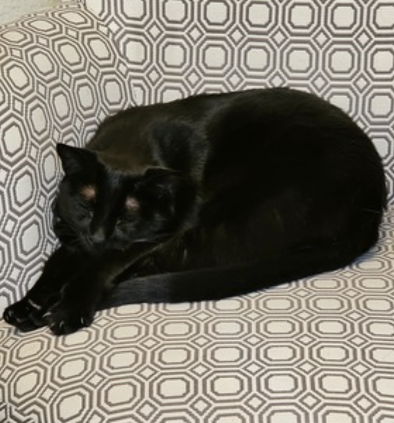 Gwynnie, photo 6