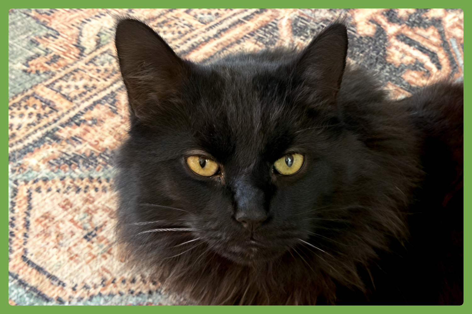 Little Boy, Domestic Long Hair