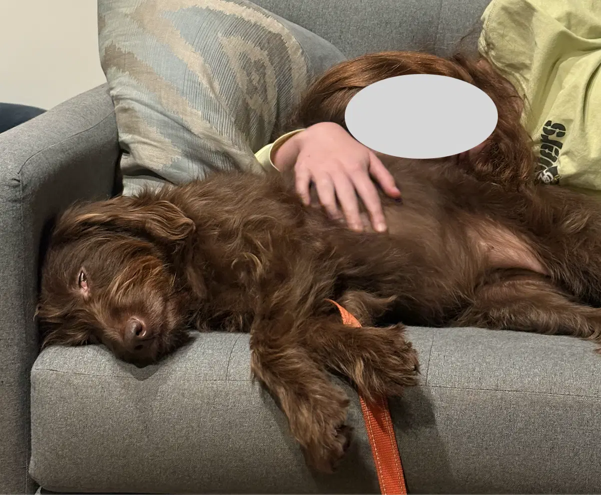 Bailey image 3
