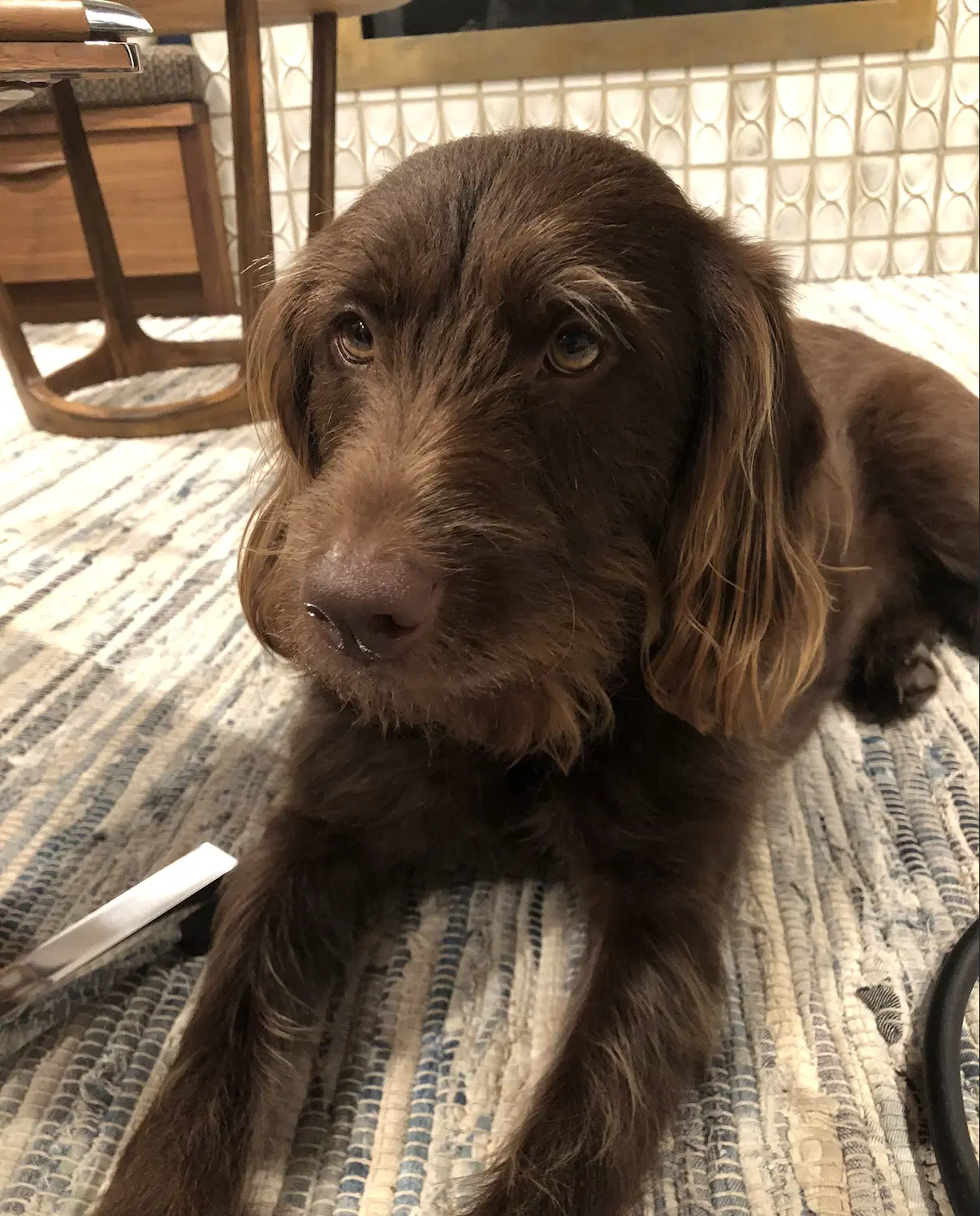 Bailey image 4