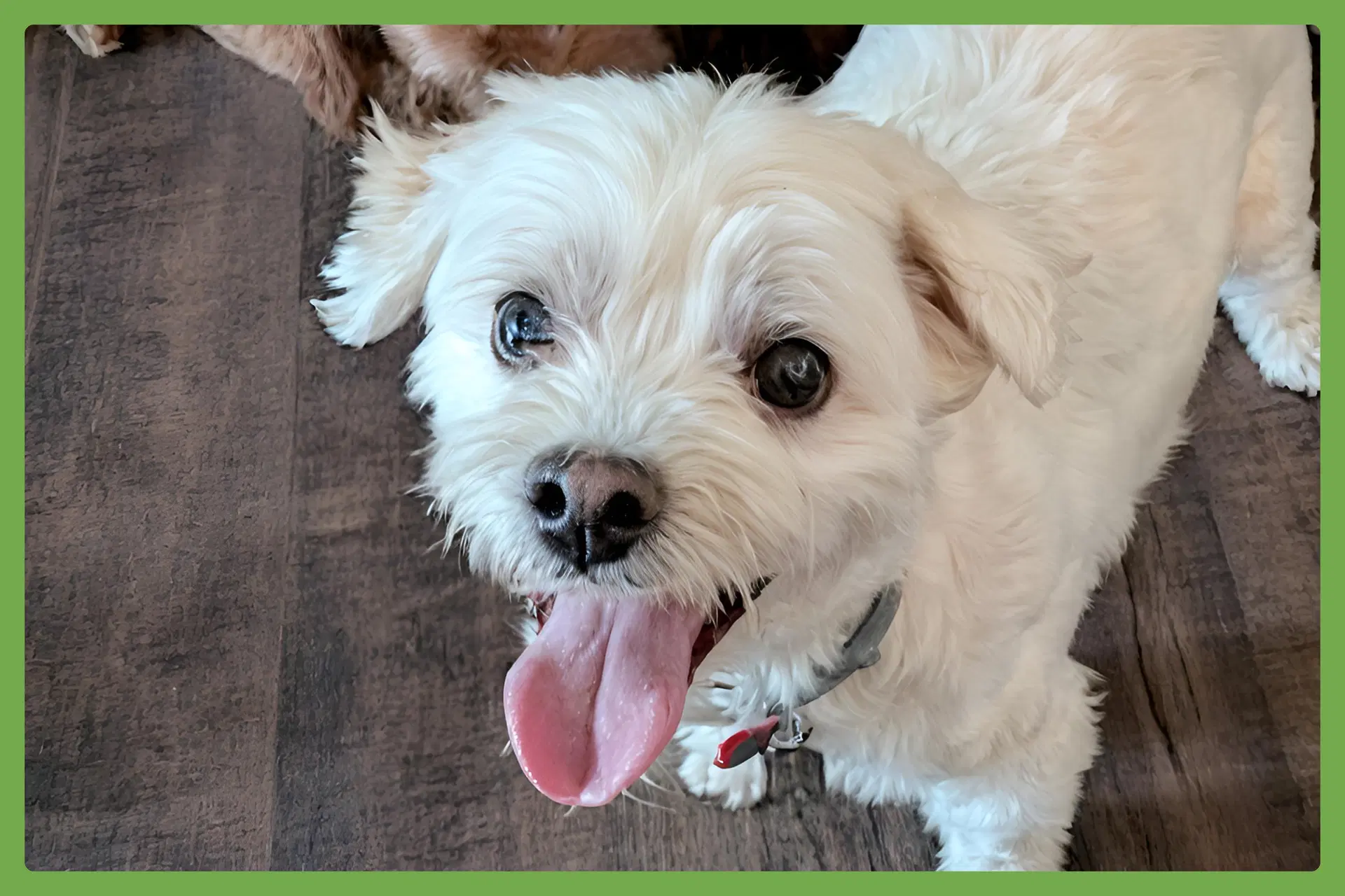 Oliver - Maltese