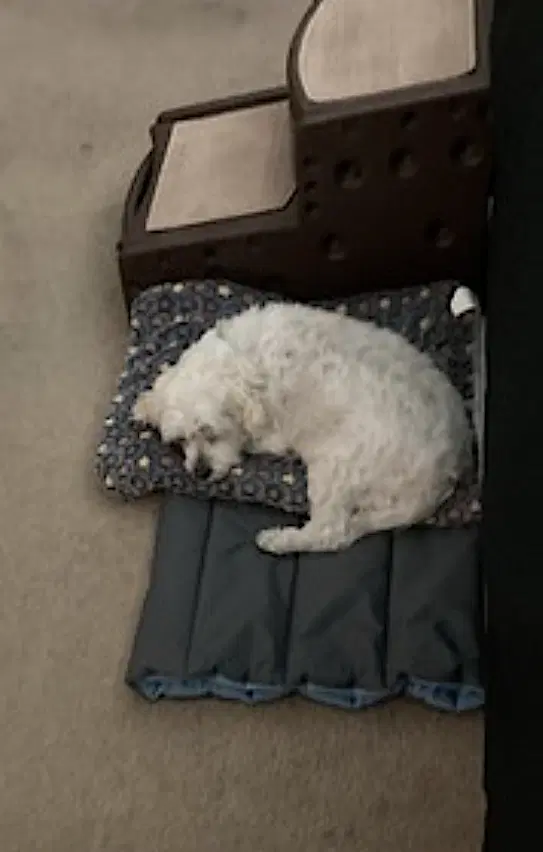 Oliver image 3