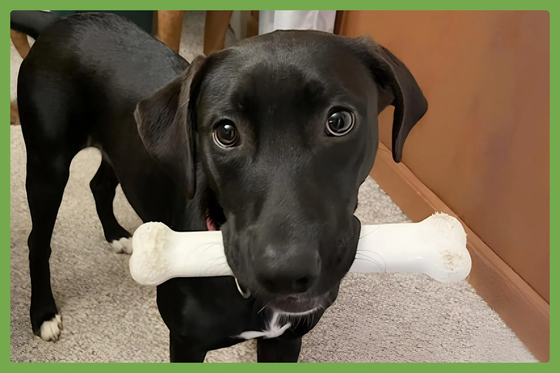 Isla - Labrador Retriever