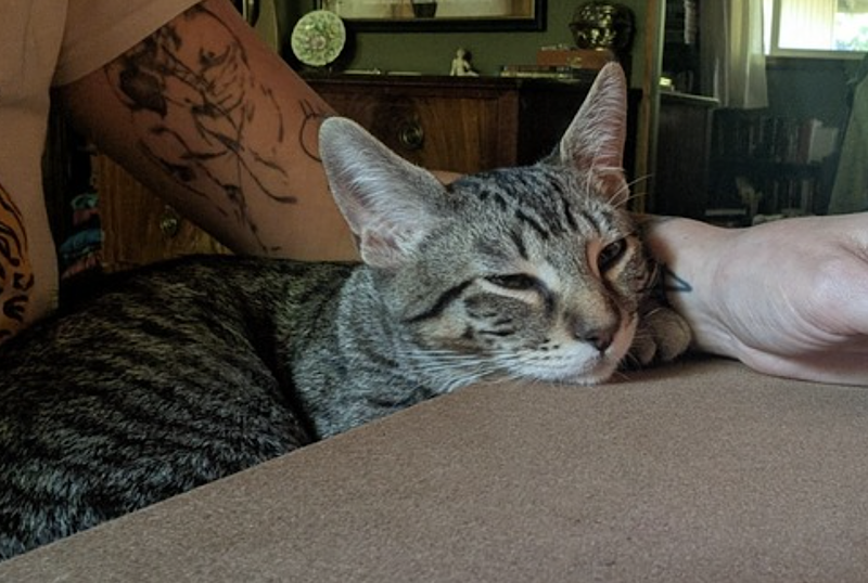 Cricket and Daphne, photo 8